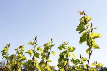 vineyard with young shoots of vine