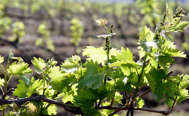 vineyard with young shoots of vine