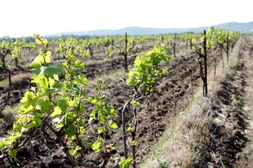 Fototapeta na wymiar vineyard with young shoots of vine