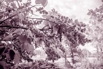 Lilac branches with blossoms in spring