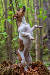 Jack Russell Terrier is standing in the forest on a stump on his hind legs.