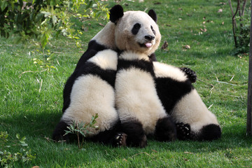 Chengdu pandas