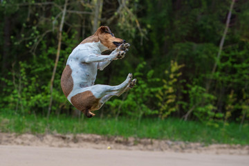 Jack Russell Terrier playing in the forest photographed in a jump.