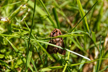 Butterfly in the grass
