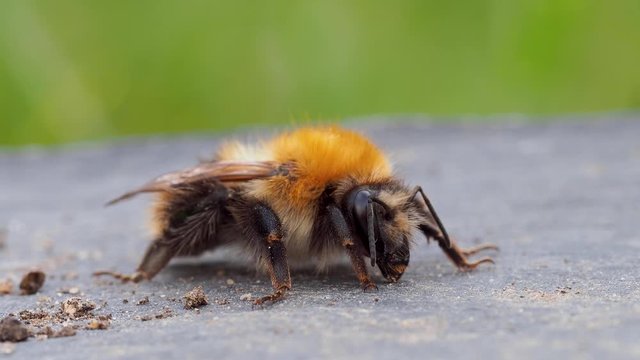 Bombus pascuorum, the common carder bee