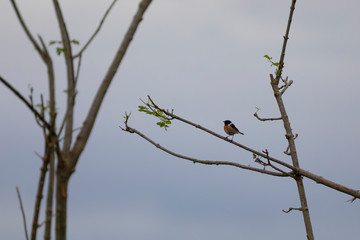 tarabilla común (Saxicola rubicola) macho