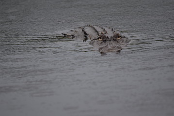 Big gator watching you!