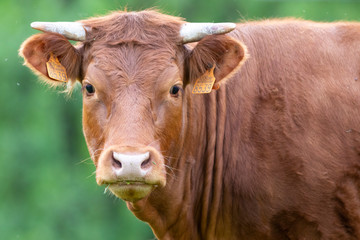 Retrato de una ternera (vaca joven)
