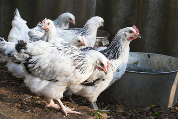 Young Sussex hens on a home farm.