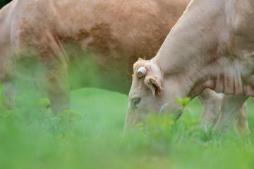 Vacas rubias pastando
