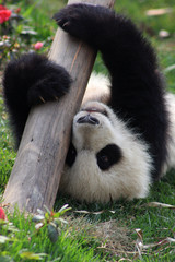 Chengdu pandas