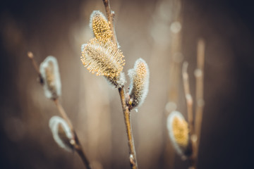 Flowering fluffy willow buds on the branches in the spring sunny day.