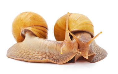 Two striped snails.