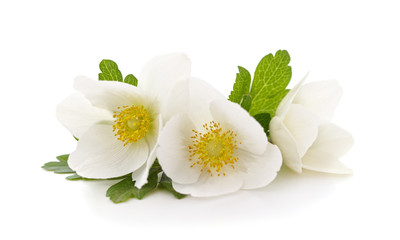 Bouquet of white anemones.