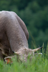 Naklejka na ściany i meble Toro de raza bruna dels Pirineus (bruna de los Pirineos)