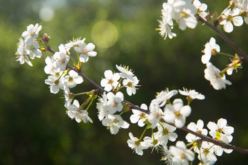 Bokeh flower Background. Cherry flowers on a branch in the backlight. Spring background.