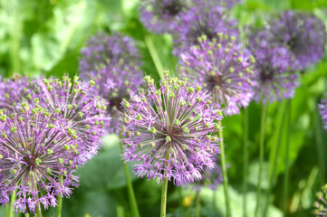 Fototapeta premium lilac flower in the garden