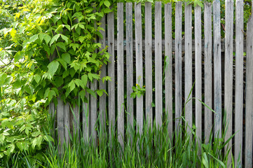 old wooden fence and green grass - Powered by Adobe