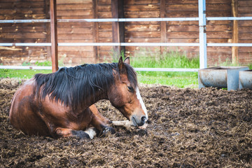 Tired black maned racehorse rests after racing on the ground in the paddock.