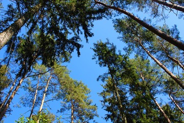 Sky in the forest
