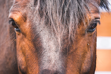 Sad look of the driven horse into the corral.