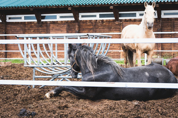 Race horses with beautiful mane rest in the paddock after racing at the racetrack.