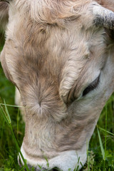 Toro de raza bruna dels Pirineus (bruna de los Pirineos)