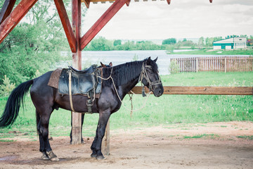 Rustic horse tied to wooden fence on farm.
