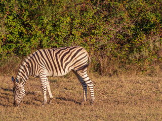Zebra in dry South Africa environment with the sun at the background