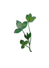 image of a watercolor sprig of a green plant with rounded petals