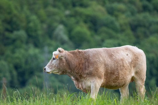 Vaca de raza bruna dels Pirineus (bruna de los Pirineos) en un campo