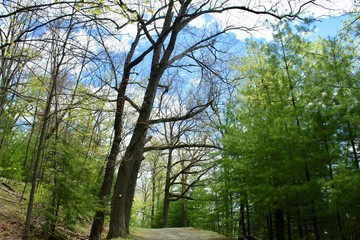 Obraz premium trees in the park