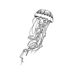 Jellyfish