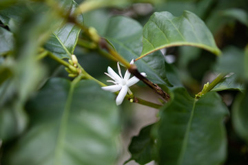 White flower in coffee tree close up