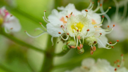 kasztanowiec kwiat