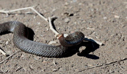 A viper snake has raised its head as it feels threatened by the photographer