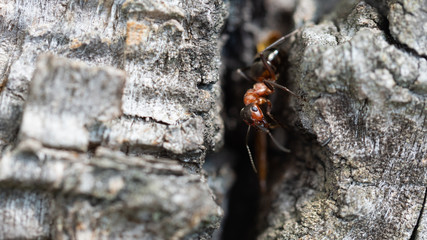mrówaka