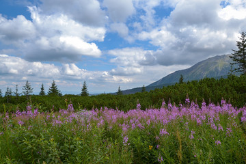 Zakopane, Hala gąsienicowa
