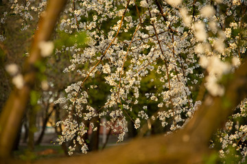 tree white flower spring time blossom nature garden scenic view rustic
