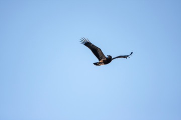 Obraz premium Lesser spotted eagle (Clanga pomarina) is a bird of natural life.