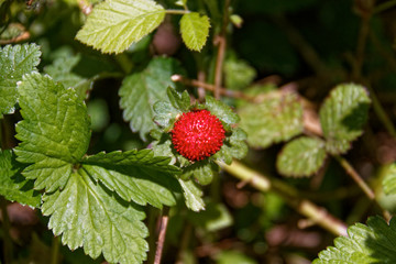 wild strawberry in the garden