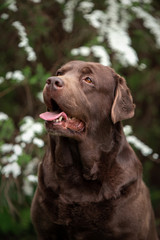 Fototapeta premium Portrait of a cute labrador in spirea flowers