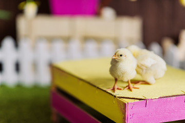 little yellow chickens are sitting on a colored box in spring decorations. farm animals at home. .light easter. copy space