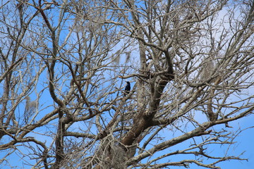 Trees are critical for birds in many ways, and they meet all birds' basic needs for survival.