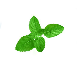 Naklejka na ściany i meble Fresh mint leaf isolated on white
