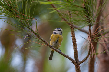 Blue Tit, perched on a branch (Cyanistes caeruleus)