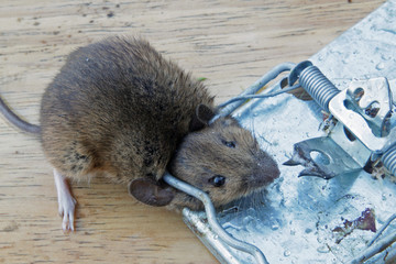 Mouse killed in a metal mouse trap.