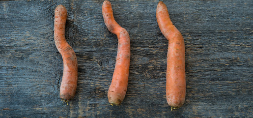 Ugly vegetables, ugly fresh carrots on a gray rustic wooden background