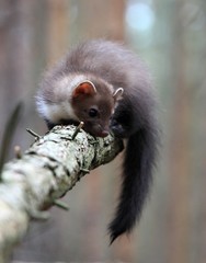 Playing young Marten beech, lat. Martes foina on the broken tree.  Also known as Stone marten or White breasted  marten.