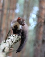 Playing young Marten beech, lat. Martes foina on the broken tree.  Also known as Stone marten or White breasted  marten.